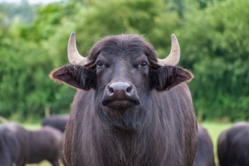 A close up of a domesticated buffalo on a farm. The animal is facing the camera; other buffaloes and green trees can be seen in the background.