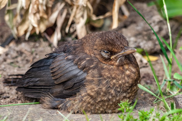 Juvenile blackbird (Turdus merula). It is a close up of the bird sitting on the ground, with plants around.