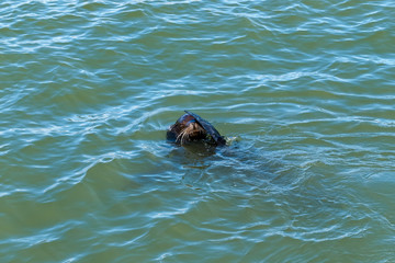 Fototapeta premium The head of a California Sea Lion in the water. The animal is covering one eye with a flipper. Taken near Pier 39, San Francisco.