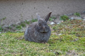 cute grey bunny resting  on green grasses in the shade looking at you
