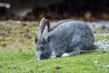 cute grey rabbit eating green grasses in the shade looking at you