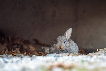 cute grey bunny with one ear up one ear down laying under ground resting in the shadow.