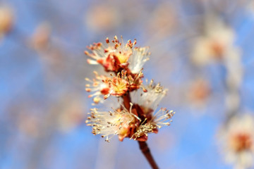 цветы на дереве весной