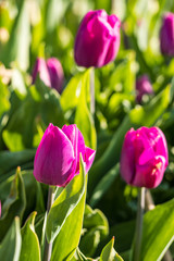 pink tulip flower field in the park with green bushes background under the sun