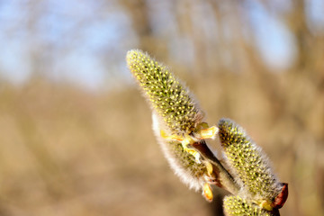 Fototapeta premium цветущие почки вербы весной