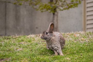 Naklejka na ściany i meble cute grey rabbit resting on green grass field in the shade with concrete wall background