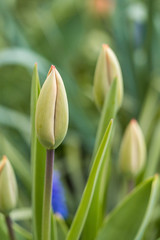 close up shot of few tulip flower buds with red tip and blurry green background