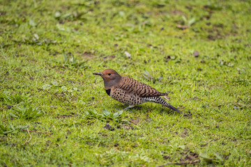 one woodpecker resting on green grasses under the shade