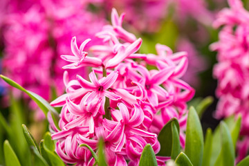 close up of pink Hyacinth flowers blooming in the garden under the shade