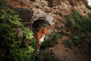 dog peeking stone wall. Travel with a pet. The ruins of the castle. Nova Scotia Duck Tolling Retriever. toller