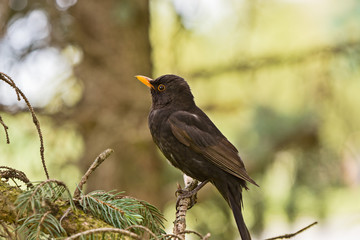 thrush black sits on a branch in a tree crown