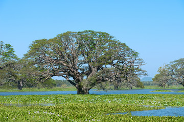 Water Trees and Hyacinths, Sri Lanka