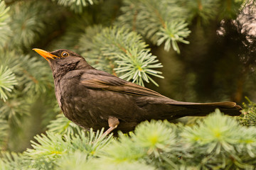 thrush black sits on a branch in a tree crown