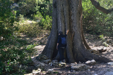 Obraz premium Il bosco di Bacu Goloritzè