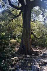 Il bosco di Bacu Goloritzè