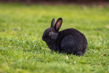 cute black rabbit sitting on green grass ground in the shade