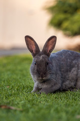 cute grey rabbit laying on green grassy ground looking at you