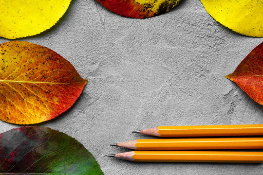 Back to school concept. Top view image of pencils next to autumn leaves over gray texture background