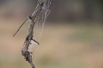  Branch with spider webs and dew in springtime
