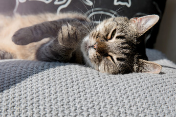 Close-up of tabby cat sleeping on bed at home