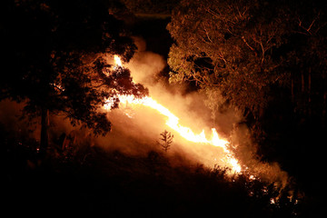 Burning forest at night