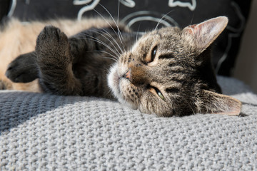 Close-up of tabby cat sleeping on bed at home