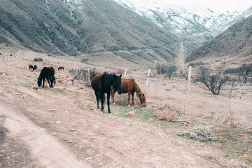 Fototapeta na wymiar Horses grazing in the mountains