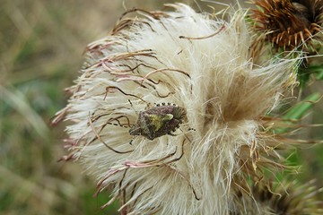 Shieldbug on faded thistle flower in autumn garden, closeup