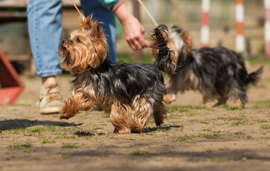 yorkshire terrier dog in training class