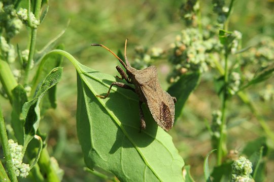 Coreus beetle on green leaf in the meadow, closeup