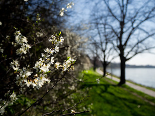 tree in spring
