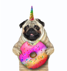 The dog unicorn is eating a big rainbow donut. Isolated. White background. © iridi66