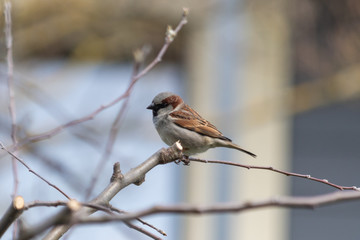 Obraz premium Spatz sitzt auf dem Baum