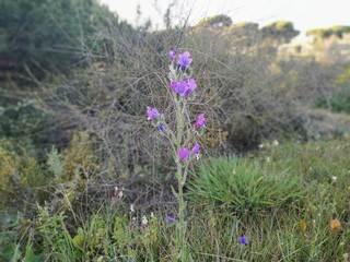 Flores moradas de campo de Rociana provincia de Huelva España