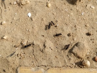 primer plano de hormigas sobre fondo tierra