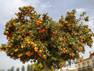 Fototapeta na wymiar Verdes árboles de naranja con naranjas sobre fondo de cielo nuboso, en Rociana del Condado provincia de Huelva España