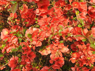 Zierapfelbl&uuml;ten