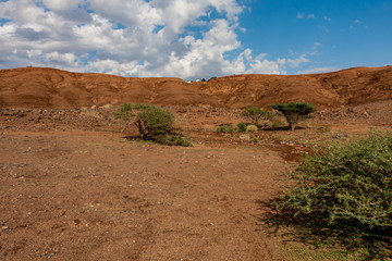 Fototapeta na wymiar Slopes of the Al Wahbah volcanic crater with vegetation, Saudi Arabia