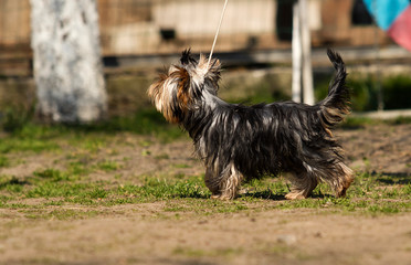 yorkshire terrier dog in training class