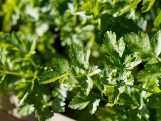 Persil commun ou Persil de Naples - Petroselinum crispum neapolitanum 