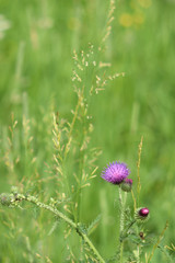 Wild flowers closeup...