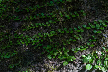 ivy on rock