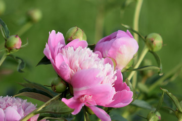 Summer landscape with pink.