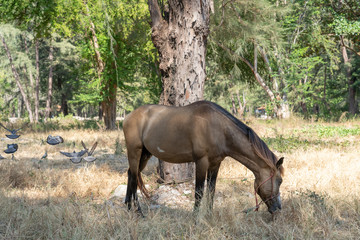 Fototapeta premium brown horse eating grass