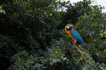 africa macaw flying