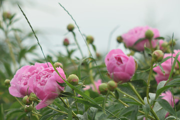 Summer landscape with pink.