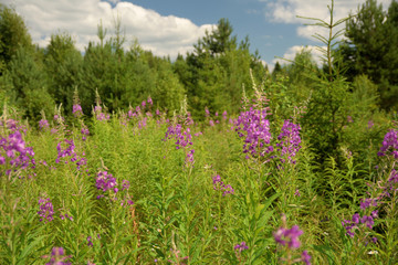 Obraz premium Summer landscape with meadow, trees, clouds, road.