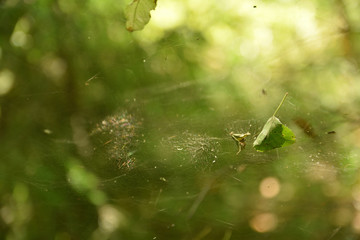 Bright forest web.