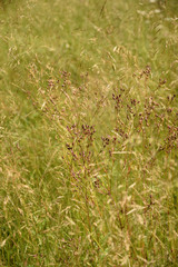 Wild flowers closeup.
