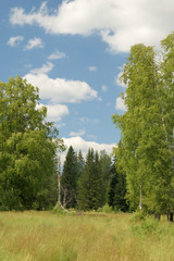 Obraz premium Summer landscape with meadow, trees, clouds, road.